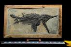 Fossiel - Fossiele matrix - Mixosaurus - 46.5 cm - 26.5 cm