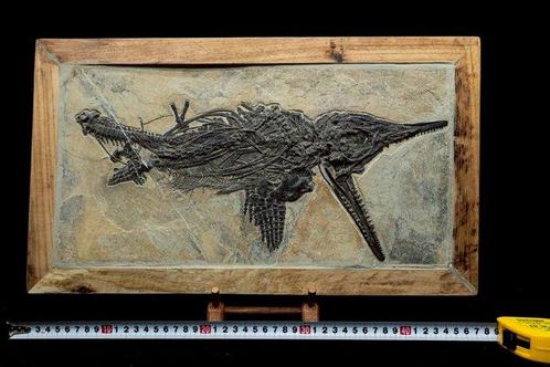 Fossiel - Fossiele matrix - Mixosaurus - 46.5 cm - 26.5 cm, Verzamelen, Mineralen en Fossielen