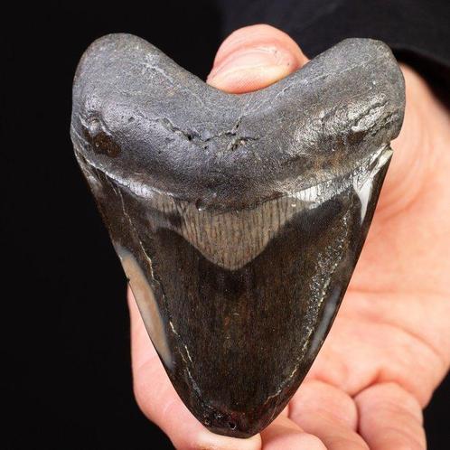 Megalodon-tand - Fossiele tand - Carcharocles Megalodon -, Verzamelen, Dierenverzamelingen