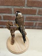 Bloem Putter Taxidermie volledige montage - Carduelis, Verzamelen, Nieuw
