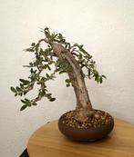 Olijf bonsai (Olea europaea) - Hoogte (boom): 30 cm - Diepte, Antiek en Kunst