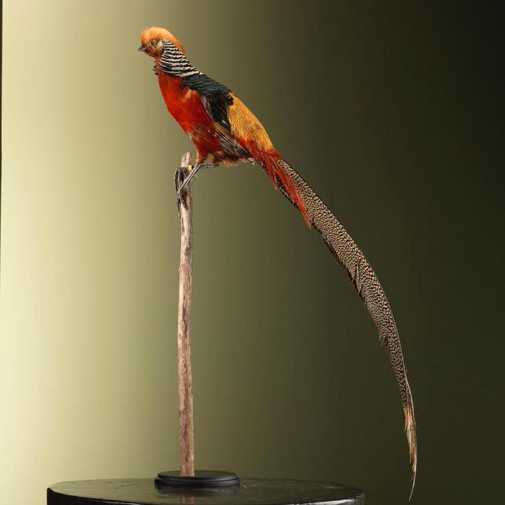 Goudfazant Taxidermie Opgezette Dieren By Max, Collections, Collections Animaux, Enlèvement ou Envoi