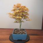 Acer palmatum katsura - Hoogte (boom): 40 cm - Diepte