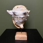 Schelp Taxidermie Opgezette Dieren By Max, Ophalen of Verzenden, Nieuw, Wild dier, Opgezet dier