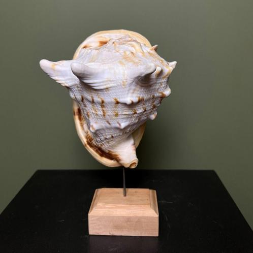 Schelp Taxidermie Opgezette Dieren By Max, Verzamelen, Dierenverzamelingen, Opgezet dier, Nieuw, Wild dier, Ophalen of Verzenden