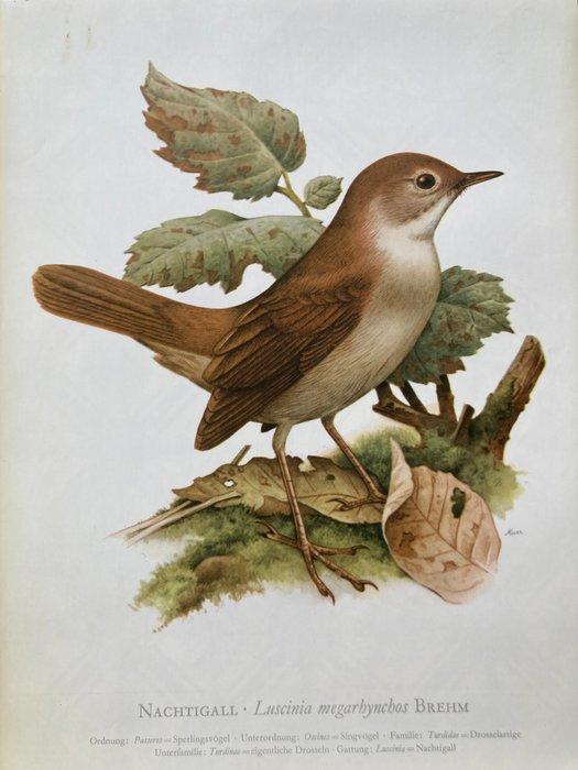 Murr - Nachtigall - jaren 1950, Antiquités & Art, Art | Dessins & Photographie