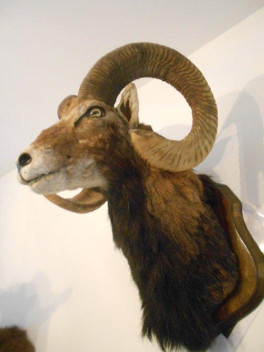 Jachttrofee, Verzamelen, Dierenverzamelingen