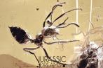 Fourmi Formicinae au look superbe, inclusion fossile, ambre