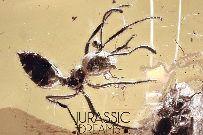 Fourmi Formicinae au look superbe, inclusion fossile, ambre, Collections, Minéraux & Fossiles