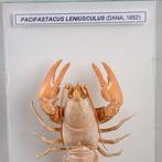 Zeemuziek curiositeiten uit Wunderkammer Taxidermie