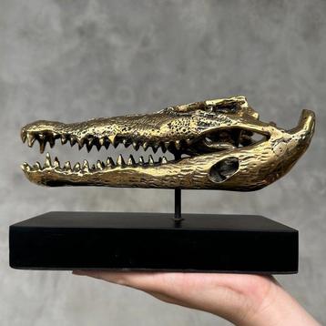 Zoutwaterkrokodil Schedel - No Reserve Price - Polished