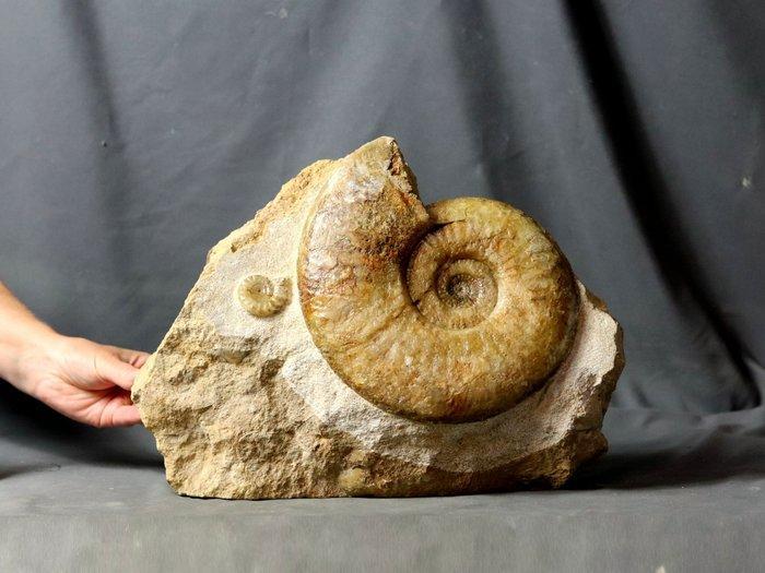 Zeldzame ammoniet op zelfstaande steen - groene calciet -, Verzamelen, Mineralen en Fossielen