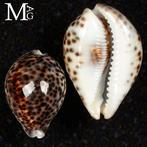 Cypraea Tigris – coquillage Tiger Cowrie – Enchère sans