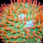 Fungia sp Ultra Green / Red Polyp M (Ong. 4-5 cm), Animaux & Accessoires, Poissons | Poissons d'aquarium