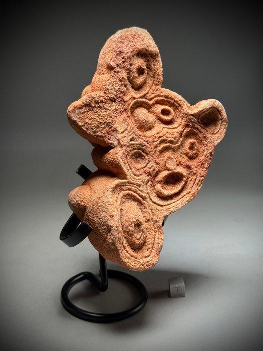 Oudste fossiel op aarde - gedateerd op ongeveer 1,1 miljard, Collections, Minéraux & Fossiles