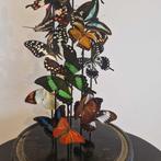 Papillon Support de corps entier pour taxidermie - Antkeke, Antiek en Kunst