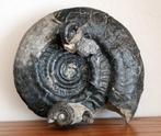 Ammoniet - Gefossiliseerde schelp - Hildoceras bifrons - 13, Verzamelen