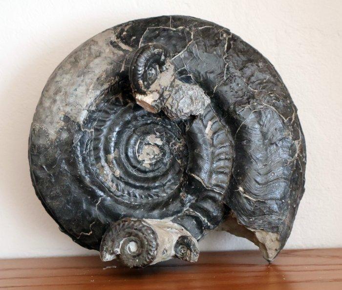 Ammoniet - Gefossiliseerde schelp - Hildoceras bifrons - 13, Verzamelen, Mineralen en Fossielen
