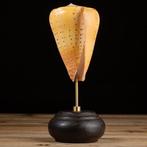 Betuline Cone - Zeeslak schelp op maat gemaakte sokkel -