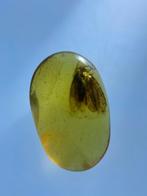 Amber - Barnsteen - Big Trichoptera, Burmese Amber, Insect, Antiek en Kunst