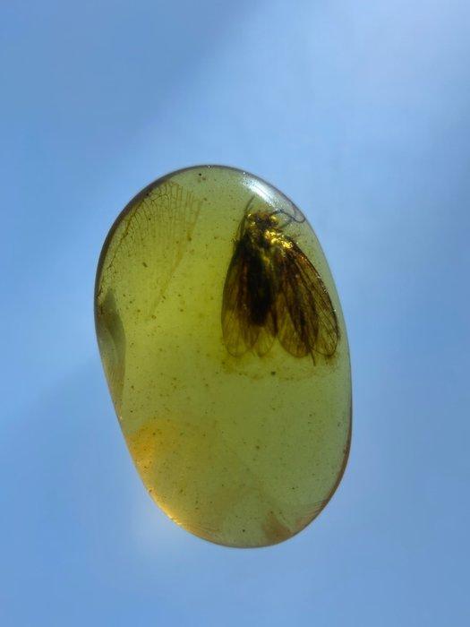 Amber - Barnsteen - Big Trichoptera, Burmese Amber, Insect, Antiek en Kunst, Curiosa en Brocante