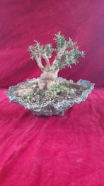 Bonsaï Olivier (Olea europaea) - Hauteur (arbre) : 20 cm -