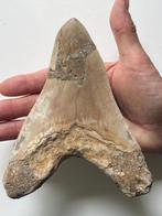 Goliat Megalodon tand 16,0 cm (6,3 inch) - Fossiele tand -