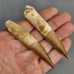 Fully rooted dinosaur - Fossiele tanden - Spinosaurus, Verzamelen