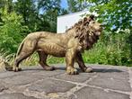 Statue, Beeld, 60 cm long statue of golden bronze lion - 32