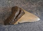 Mégalodon - Dent fossile - 10.9 cm - 7.9 cm