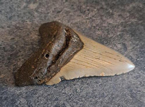 Mégalodon - Dent fossile - 10.9 cm - 7.9 cm, Verzamelen, Mineralen en Fossielen