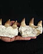 Mosasaurus Set tanden - Mosasaurio mandibulas - 11 cm - 6 cm