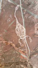 Zeldzame rode Matrix - Gefossiliseerd dier - Keichousaurus -