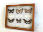 Entomologische inkijklijst met vlinders - Cadre - Collection, Verzamelen, Nieuw