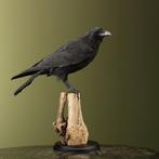 Kraai Taxidermie Opgezette Dieren By Max, Verzamelen, Dierenverzamelingen, Ophalen of Verzenden, Nieuw, Vogel, Opgezet dier