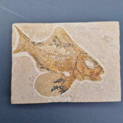 Fossiele vis - Fossiel skelet - Ctenothrissa - 80 mm - 60 mm, Verzamelen, Mineralen en Fossielen