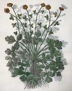 Giorgio Liberale; W. Meyerpeck - Folio, 2 large woodcuts,
