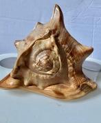 Coque de casque Bullmouth Coquillage marin - Cypraecassis, Antiek en Kunst