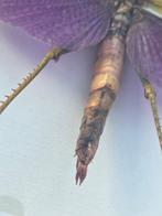 exotische sprinkhaan Taxidermie volledige montage -