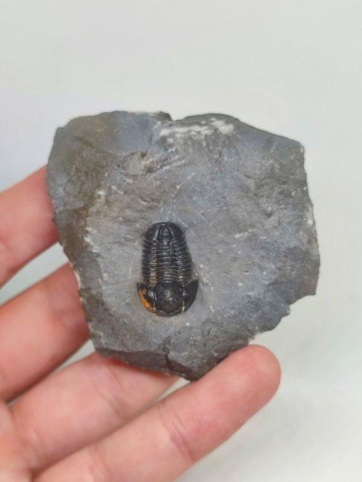 Gefossiliseerd dier - Linda Trilobite Gerastos (Zonder, Verzamelen, Mineralen en Fossielen