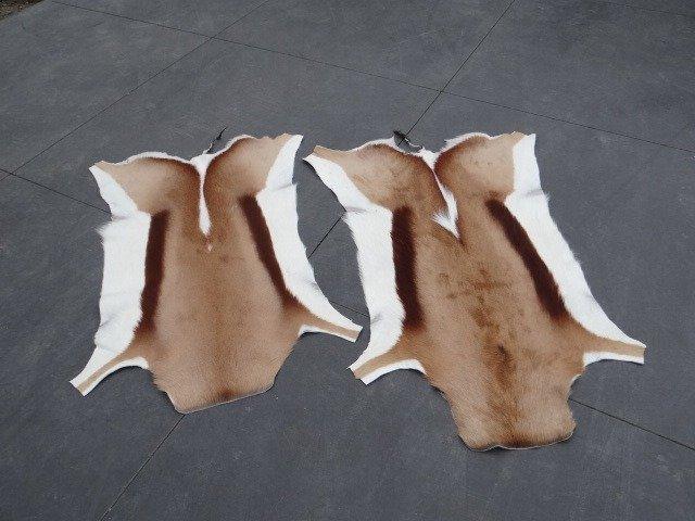 Pair South African Springbok Skins Taxidermie wandmontage -, Collections, Collections Animaux