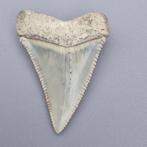 Witte haai - Fossiele tand - carcharodon carcharias - 45 mm