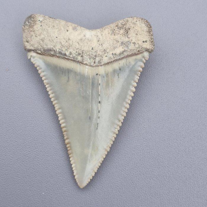 Witte haai - Fossiele tand - carcharodon carcharias - 45 mm, Verzamelen, Mineralen en Fossielen