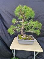 Den bonsai (Pinus) - Hoogte (boom): 45 cm - Diepte (boom):