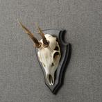 Reebok Schedel Taxidermie Opgezette Dieren By Max, Verzamelen, Ophalen of Verzenden, Nieuw, Wild dier, Opgezet dier