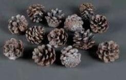 Sylvester dennenappel Wit ca. 9 stuks, Hobby en Vrije tijd, Knutselen, Nieuw