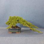 Jeneverbes bonsai (Juniperus) - Hoogte (boom): 13 cm -