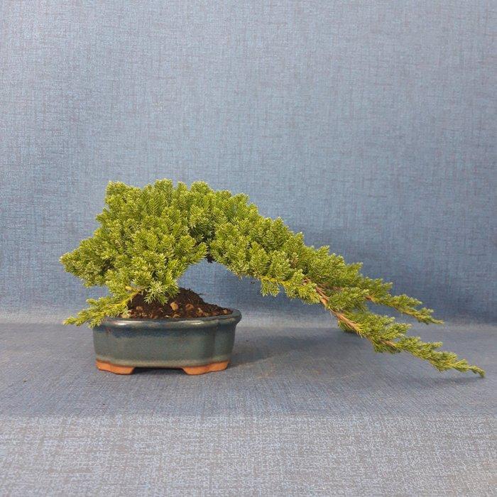 Jeneverbes bonsai (Juniperus) - Hoogte (boom): 13 cm -, Antiquités & Art, Curiosités & Brocante
