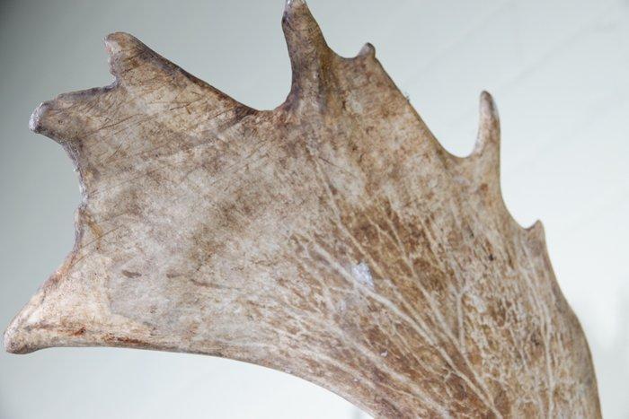 Fallow Buck Trophy Schedel - Dama dama - 55 cm - 80 cm - 70, Collections, Collections Animaux