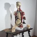 Buste, Busto Anatomia - 90 cm - Papier, Plâtre - 1960, Antiek en Kunst, Antiek | Wandborden en Tegels